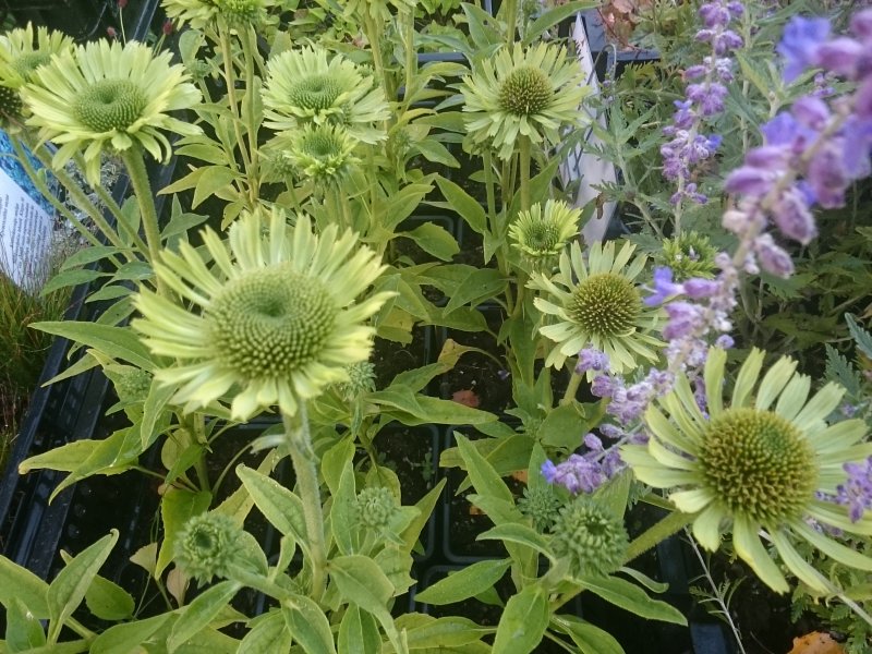 Echinacea ' Real Green' Siilkübar